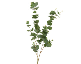 Eucalyptus with Snow Finish Stem