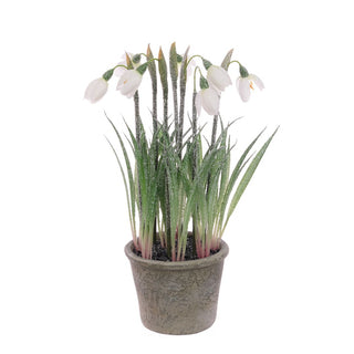 Frosted Snowdrops In Pot