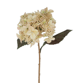 Cream Lacecap Hydrangea Stem 52cm