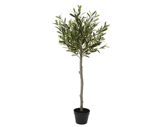 Potted Olive Tree 120cm