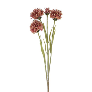 Antique Pink Echinops Spray