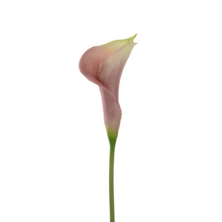 Fresh Touch PU Calla Lily Mauve/Cream