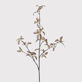 Pittosporum Variegated Stem