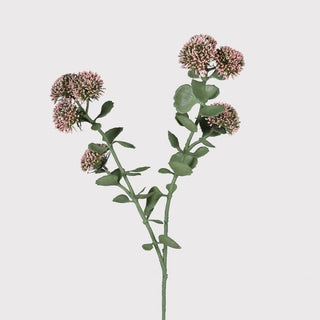 Sedum Stem