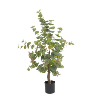 Eucalyptus Tree In Pot 94cm