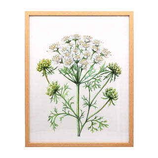 Cow Parsley Framed Print 50cm