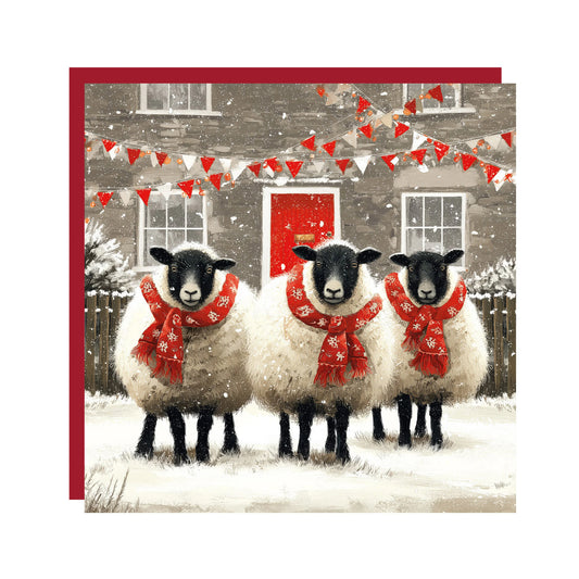 We Three Sheep Christmas Cards 6pk